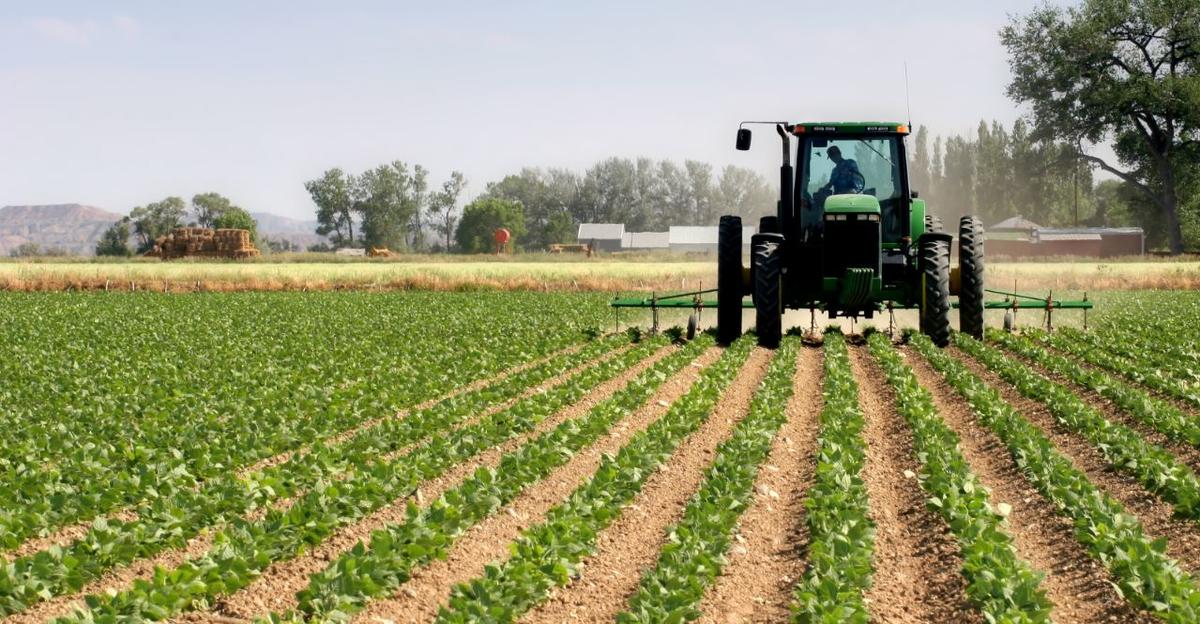 Banco Mundial aprovou financiamento de 130 milhões de dólares para agricultura