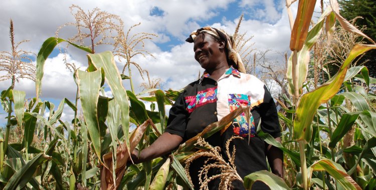 Projecto vai aumentar produção agrícola