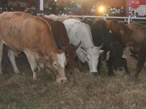 Doença desconhecida mata gado na Huíla