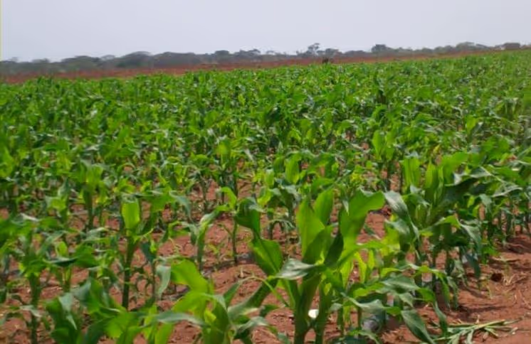 “Desafios e Perspectivas do Agronegócio em Angola” serão debatidos na Academia BAI