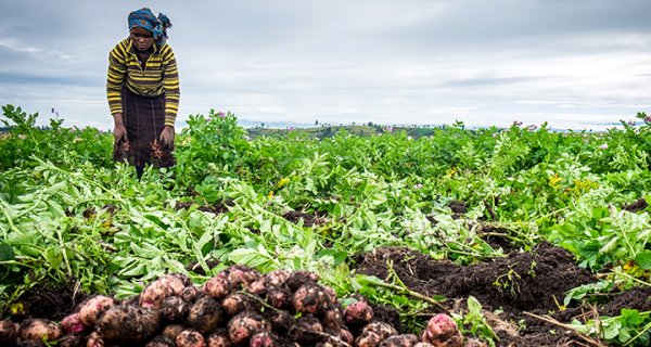 Debate vai analisar sector agrícola angolano