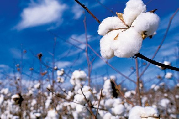 Investimento na produção interna do algodão pode relançar indústria têxtil