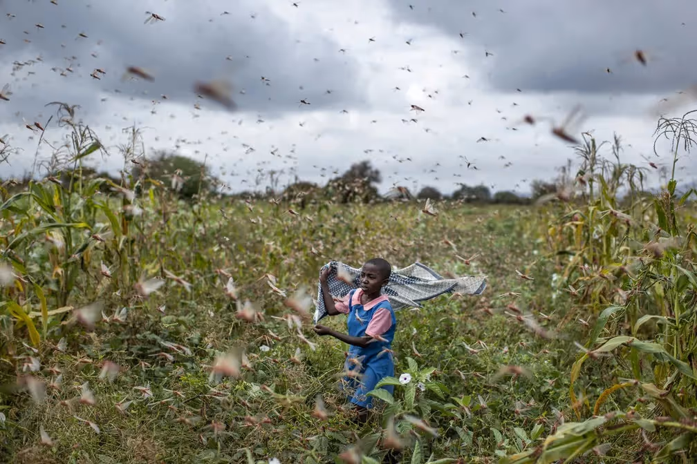 Mais de três mil toneladas de produtos agrícolas destruídos pela praga de gafanhotos 