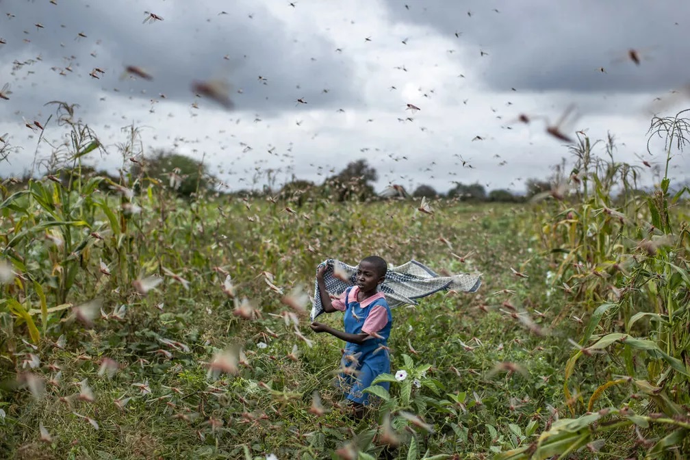 Mais de três mil toneladas de produtos agrícolas destruídos pela praga de gafanhotos 
