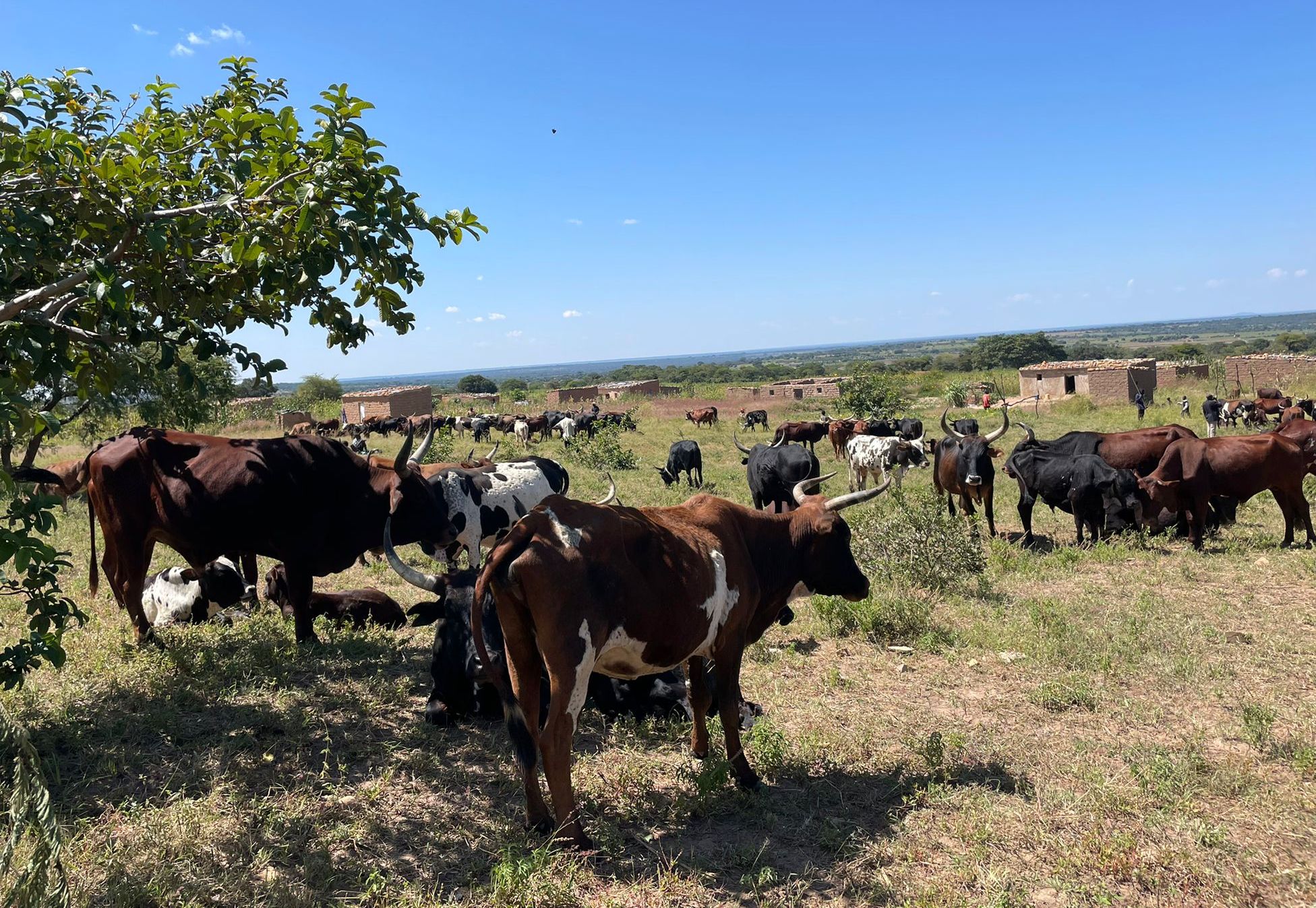 FRESAN apoia campanha nacional de vacinação bovina 