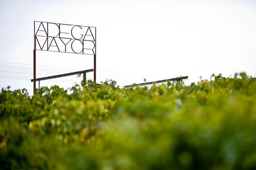 Adega Mayor ambiciona manter um crescimento sustentado do negócio dos vinhos no país