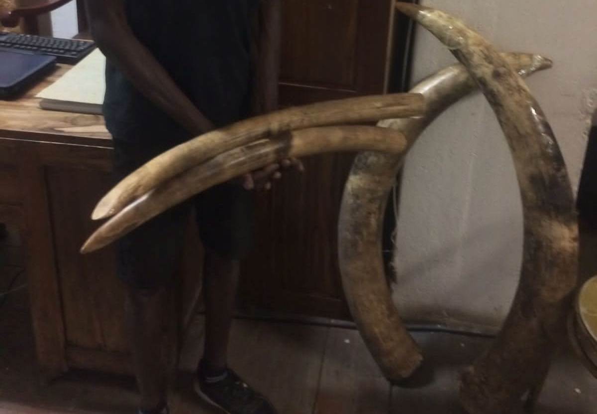 Jovem é detido por contrabandear 57 quilogramas de marfins