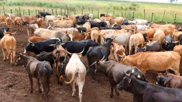 Detidos em Benguela cidadãos suspeitos de roubar 38 cabeças de gado