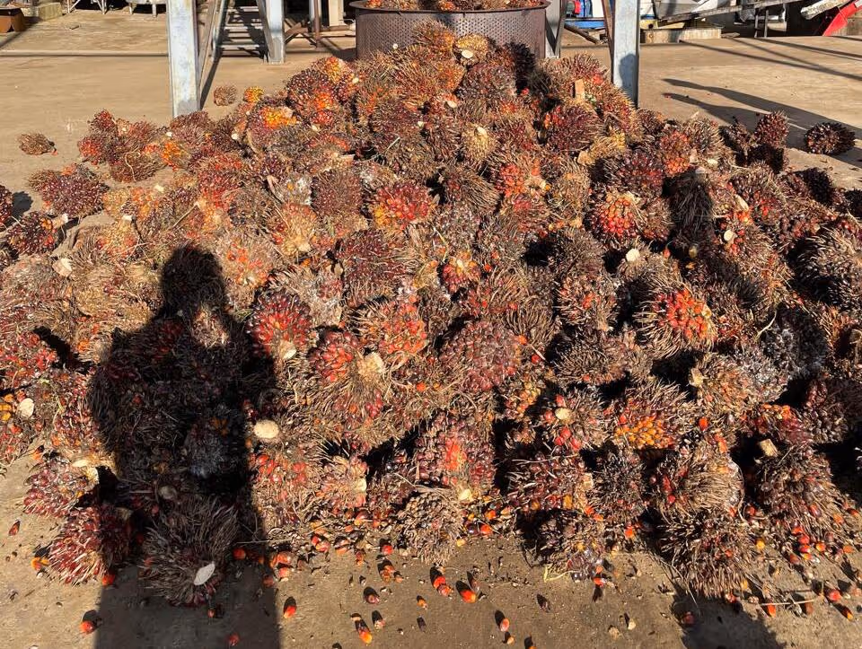 Refitec substitui importação ao adquirir óleo de palma produzido no Kwanza Norte
