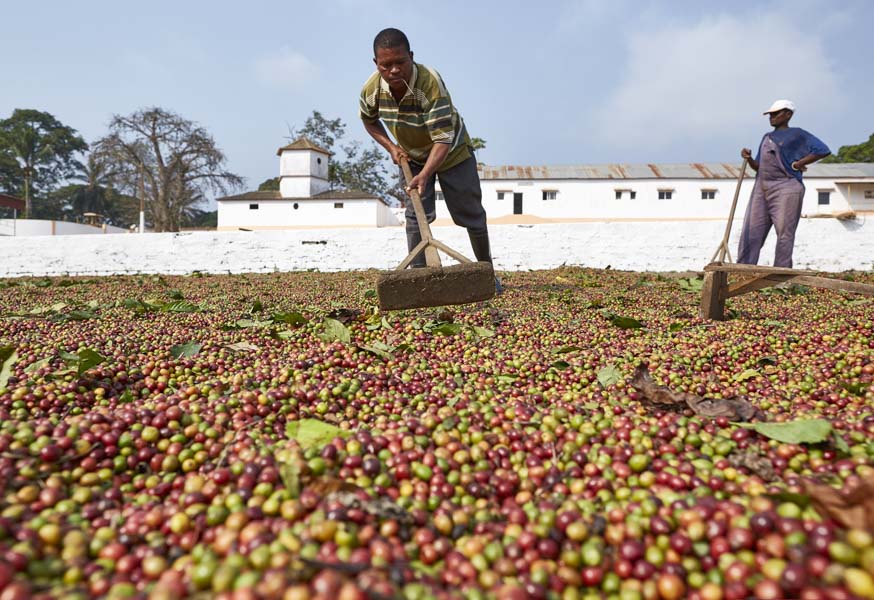 Angola projecta regresso entre os maiores produtores de café do mundo