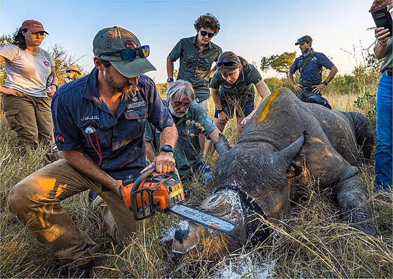 África do Sul marca chifres de Rinocerontes com material radioactivo para travar caça ilegal