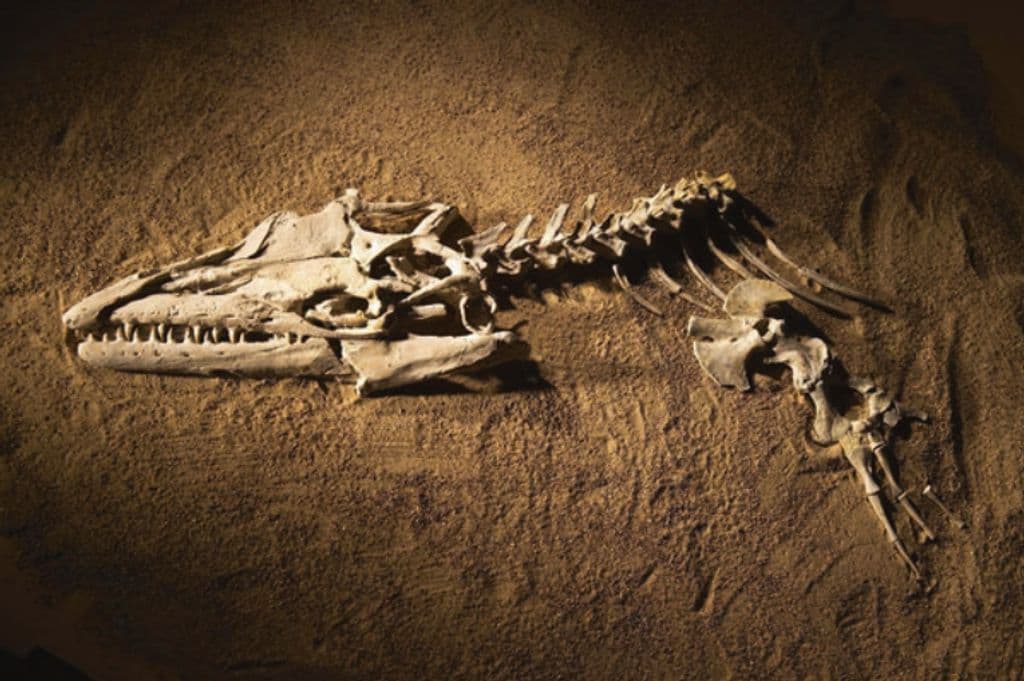 Namibe revela fóssil único de crocodilo marinho com 70 milhões de anos