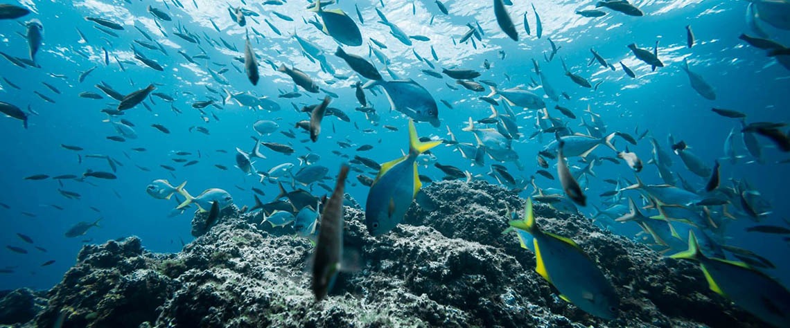 Economia & Mercado promove debate sobre o futuro da Economia Azul em Angola