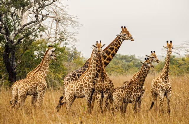 Fundação Kissama celebra 30 anos com conferência sobre biodiversidade em Luanda