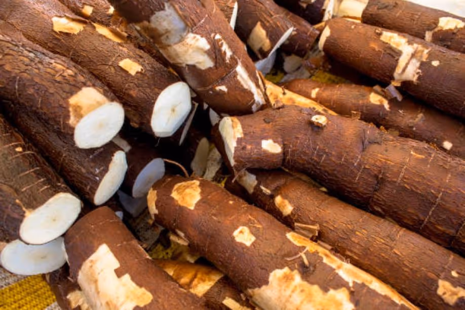 FoodCare transforma mandioca e produtos locais angolanos em superalimentos para exportação