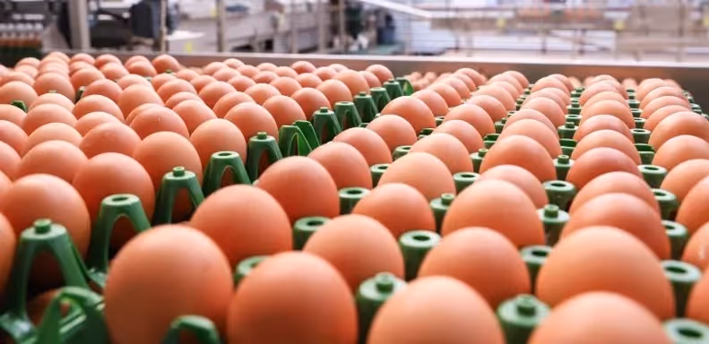 Angola exporta pela primeira vez ovos fertilizados para o Uganda