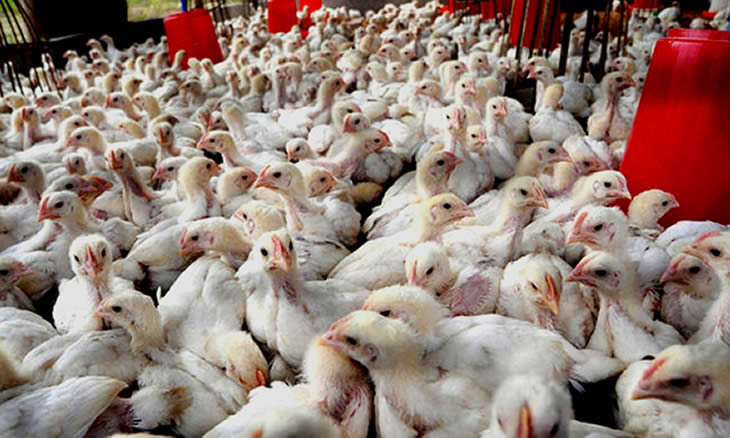 Moçambique quer pôr fim à importação de frango até 2028