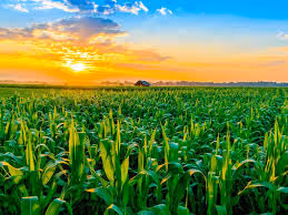 Visita da Corporação Financeira Internacional resulta em novos acordos com o Grupo Naval para logística e agricultura no país