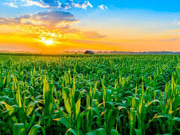 Visita da Corporação Financeira Internacional resulta em novos acordos com o Grupo Naval para logística e agricultura no país