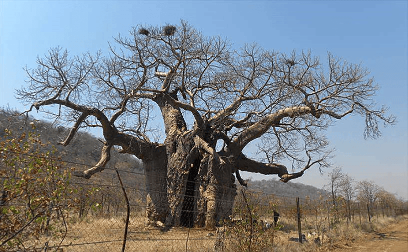Luanda reúne-se à sombra do imbondeiro com Eko, marimba e histórias que atravessam gerações