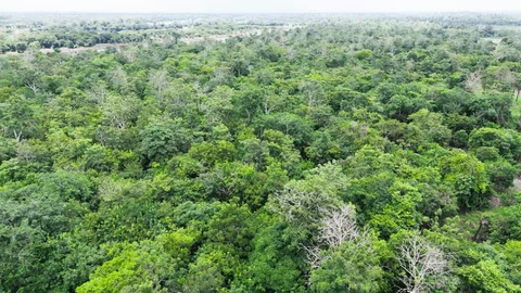 Mundo assinala hoje o Dia Internacional da Biodiversidade