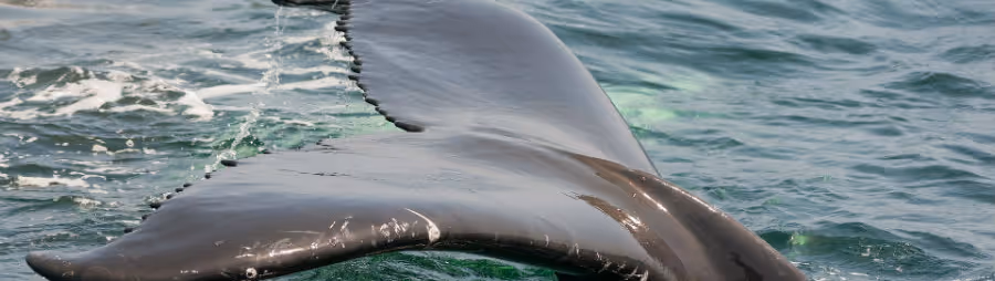 whale tail