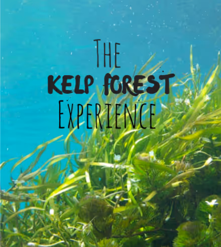 The Kelp Forest Experience at the Monterey Bay Aquarium 