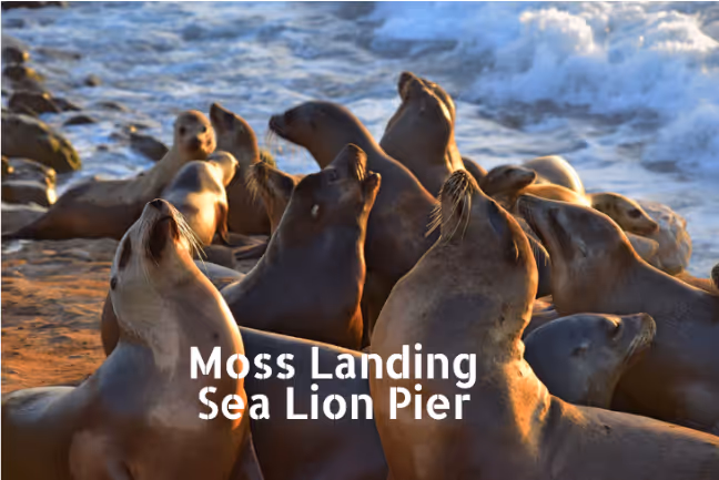 moss landing sea lions