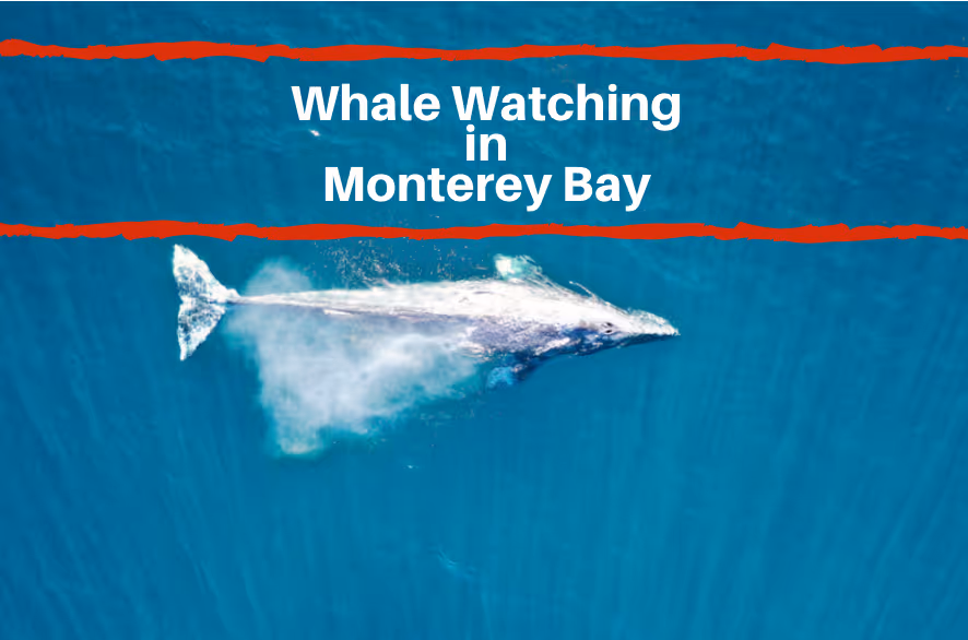 whale watching Monterey CA