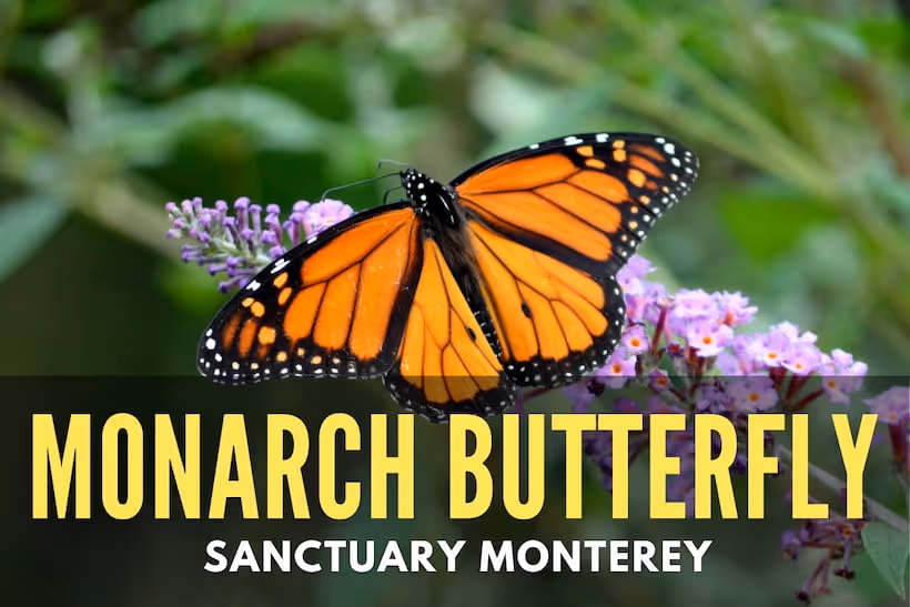 Monarch Butterfly close up - Monarch Butterfly Sanctuary Monterey