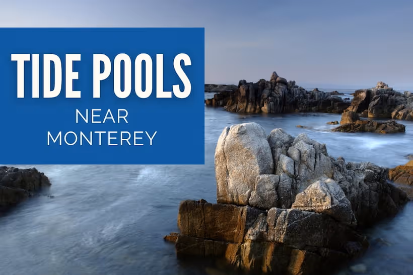 Tide Pools near Monterey - Asilomar State Beach