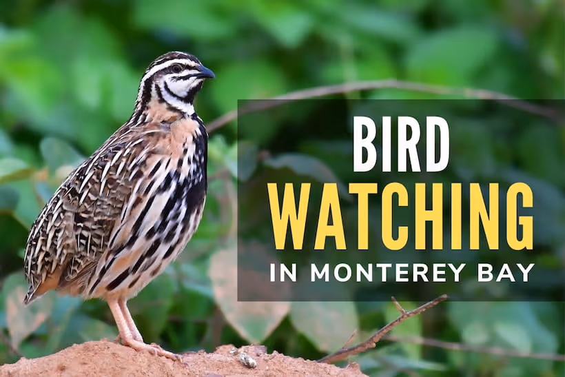 Bird Watching in Monterey Bay - Quail