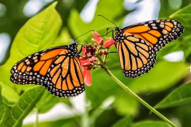 Monarch Butterflies