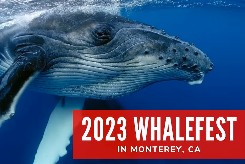 2023 Whalefest in Monterey, CA - Close up photo of a whale
