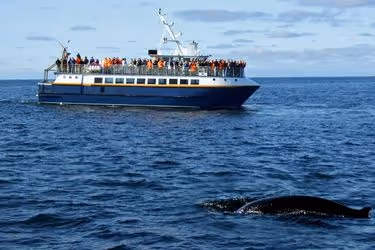 Group of people whale watching in a boat