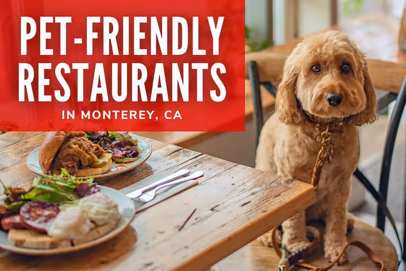 Pet-Friendly Restaurants in Monterey, CA - Dog at a restaurant