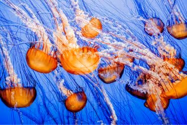Monterey Bay Aquarium - Jellyfishes