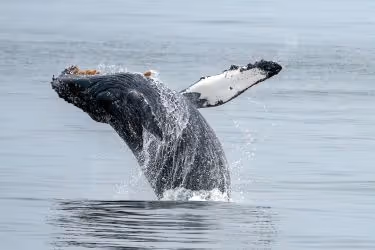 Whale Watching at Monterey