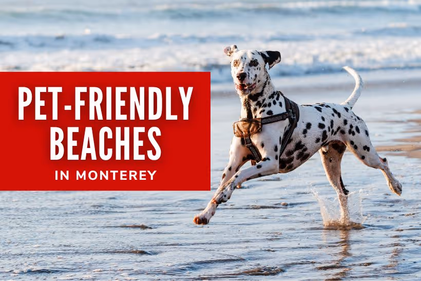 Pet-Friendly Beaches in Monterey - Dalmatian Dog in the beach