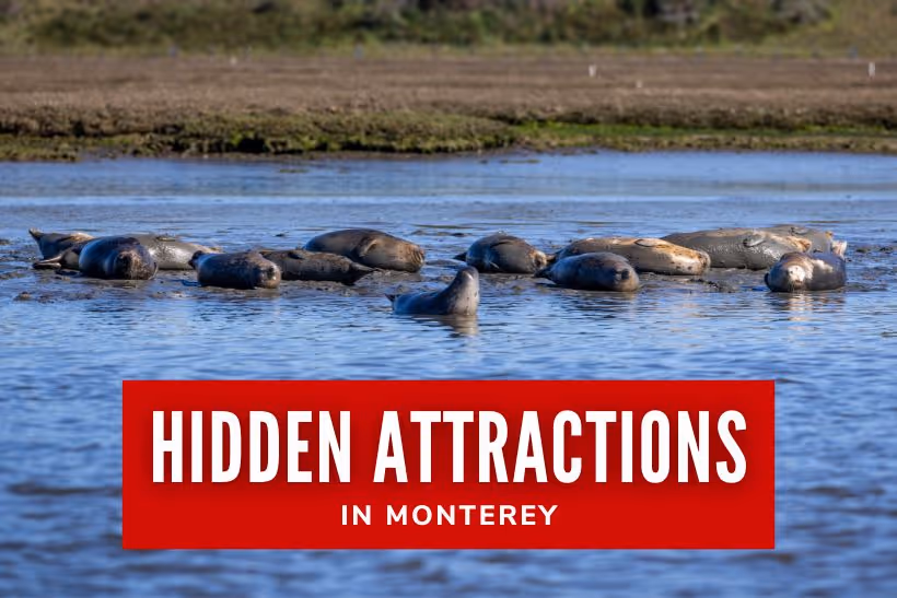 Hidden Attractions in Monterey