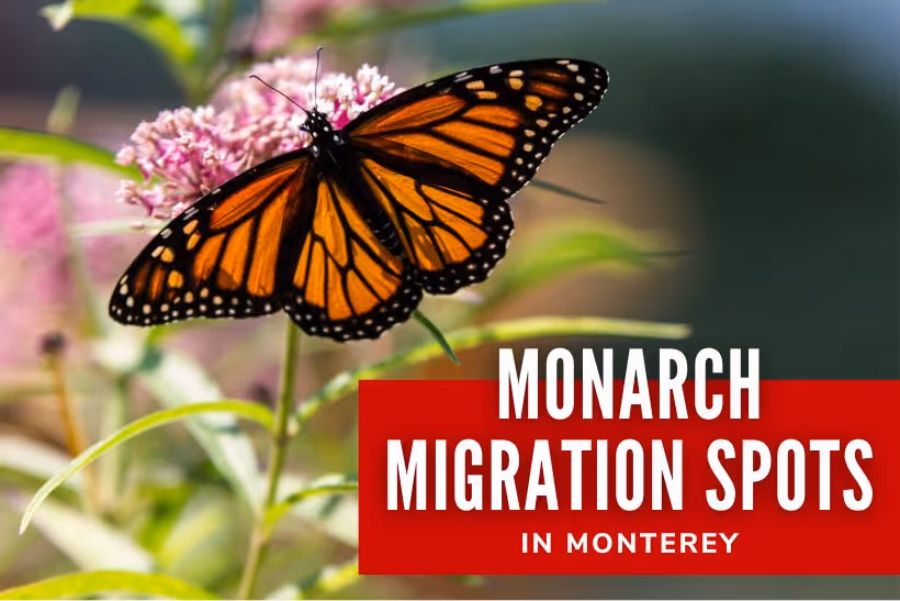 Monarch Migration Spots in Monterey