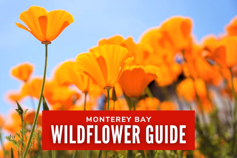 Monterey Bay Wildflower Guide