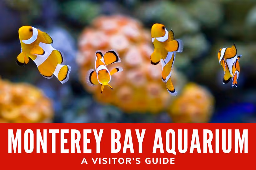 Monterey Bay Aquarium: A Visitor’s Guide