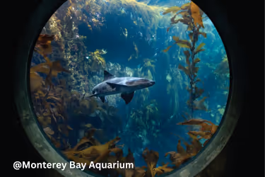 Monterey Bay Aquarium - Shark
