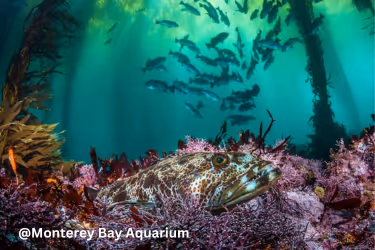 Fish hiding in plain sight