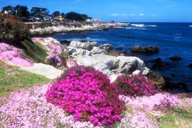 Pink flowers blooming in Monterey