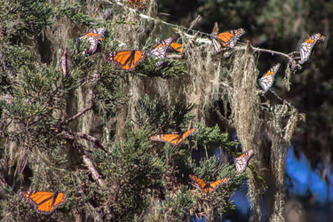 Monarch Butterflies