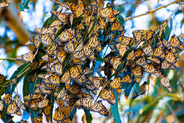 Lots of monarch butterflies in a tree