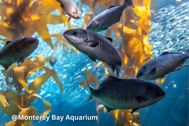 Monterey Bay Aquarium