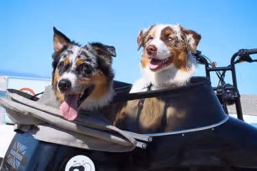 Dogs in a sidecar